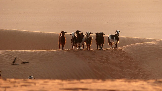 Dubai’s Desert Off-Road Adventures: Top Adventure Dune Buggy Trails