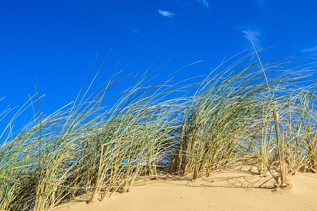 Dune buggy Discovery Gardens