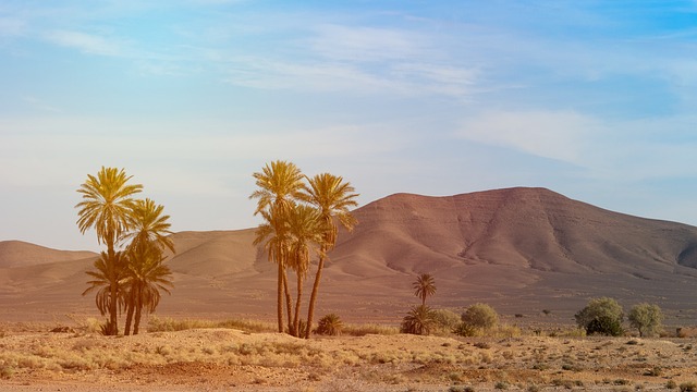 Dubai’s Desert Adventure: Seamless Dune Buggy Tours from Palm Jumeirah