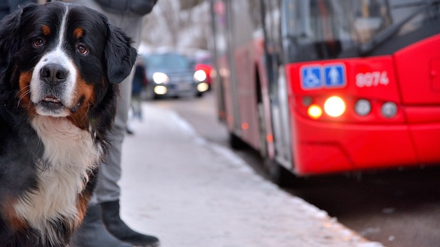 luxury bus rental