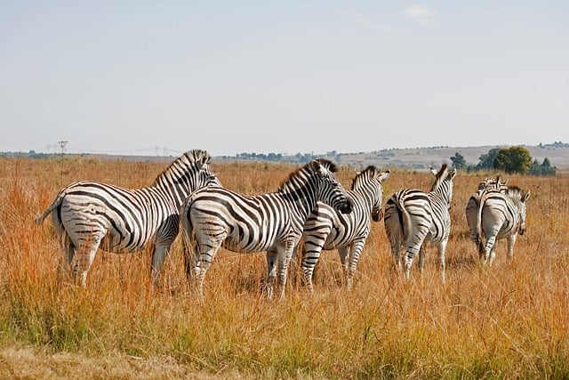 quad safari