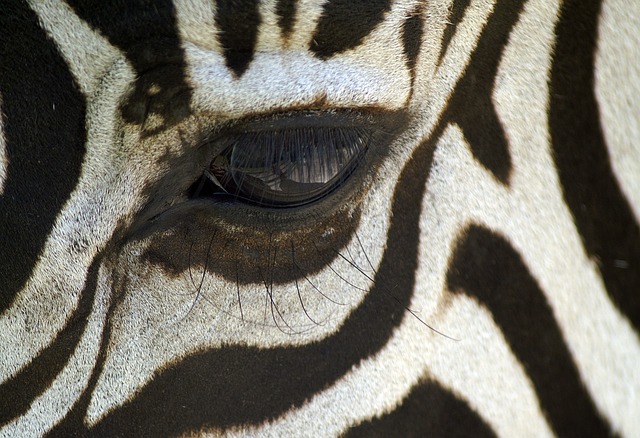 Safari