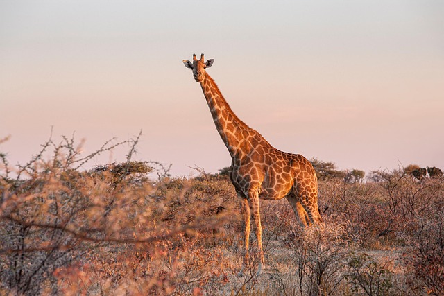 Mastering Dubai’s Desert Sunset: 4×4 Safari Photography Guide