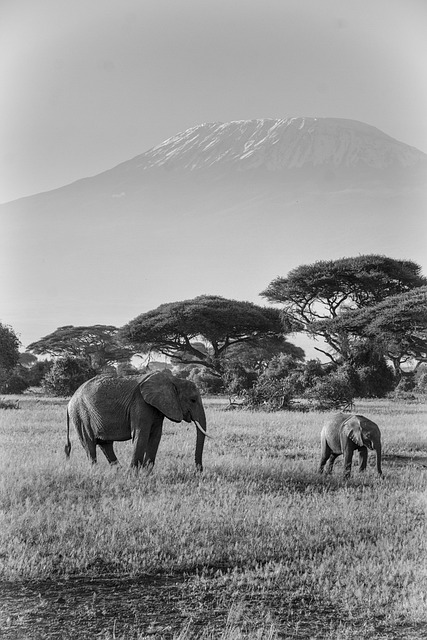 Safari