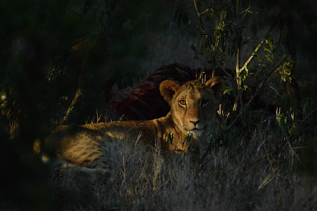 Safari
