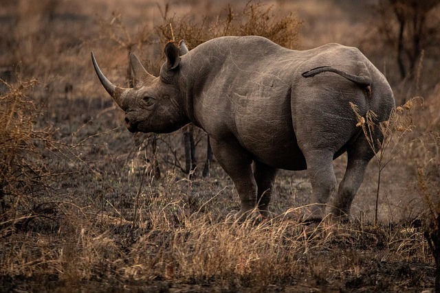 Safari
