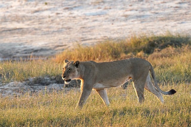 Safari