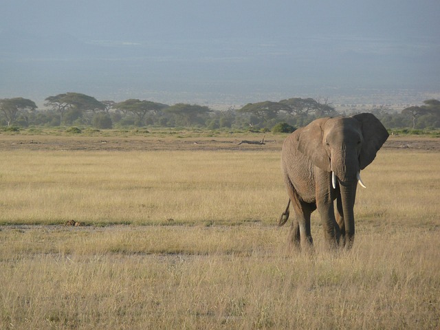 Safari