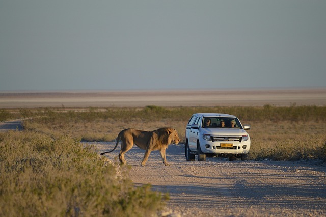 safari deals