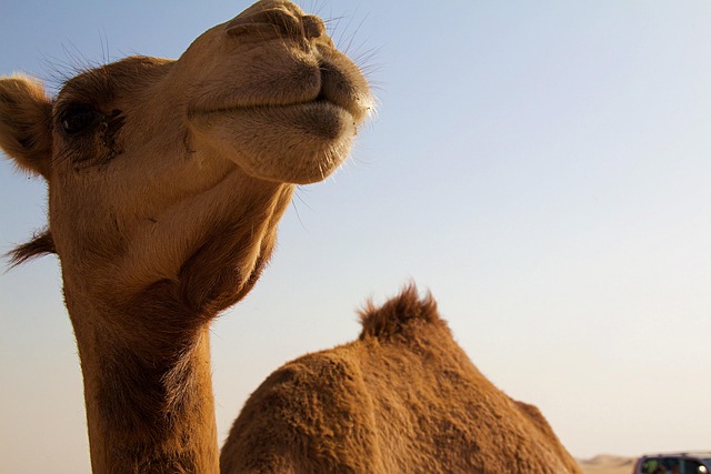 transfer from abu dhabi to dubai
