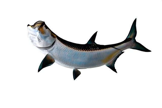 boat charter
