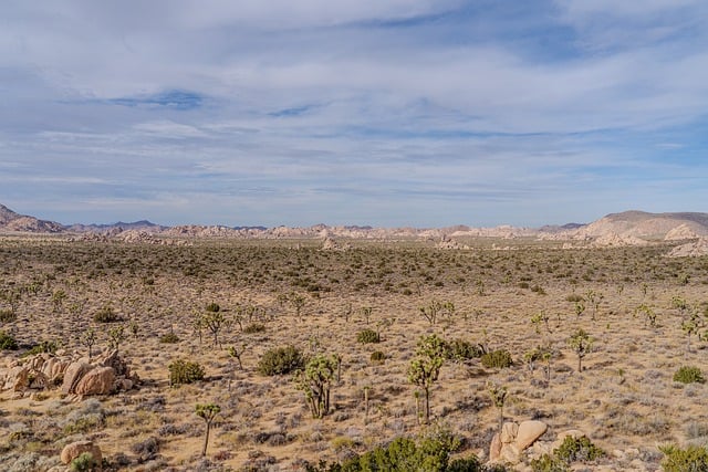 buggy desert