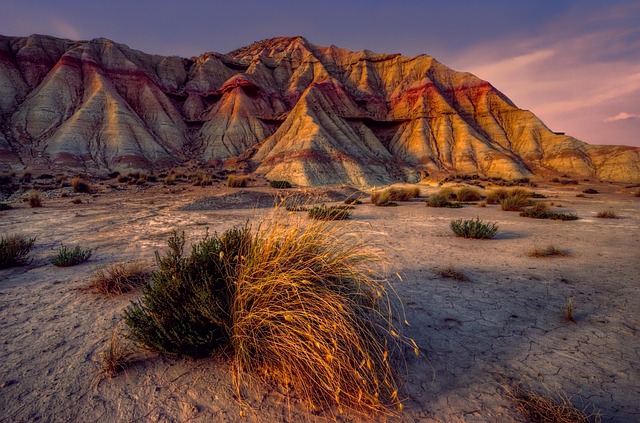 buggy desert