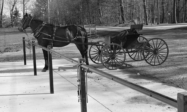 buggy trip