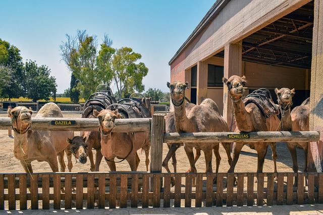 camel