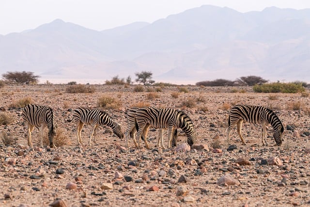 desert buggy