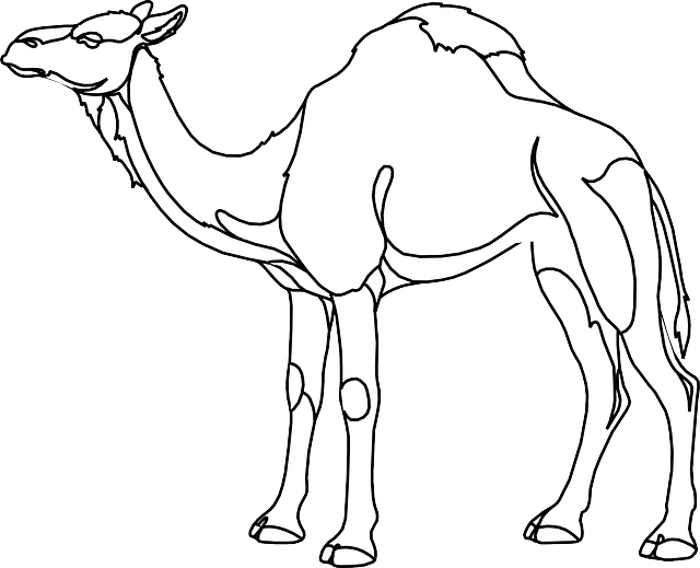desert safari