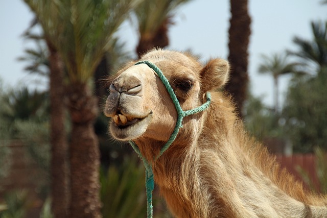 desert safari