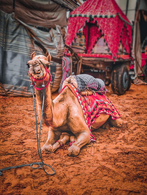 desert safari