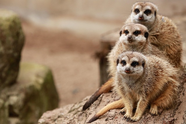 Economical Dubai Safari Packages: Best Deals and Tips for Budget-Conscious Adventurers