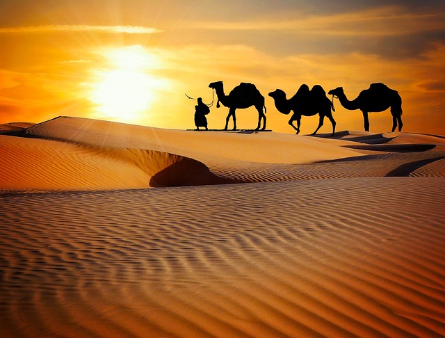 desert safari