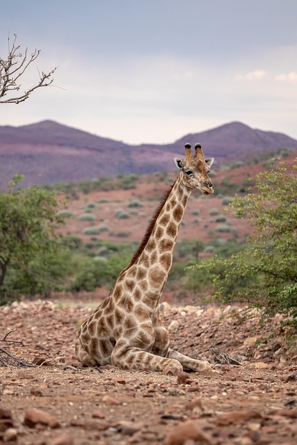 Desert Safari Price Packages Dubai: A Comprehensive Guide