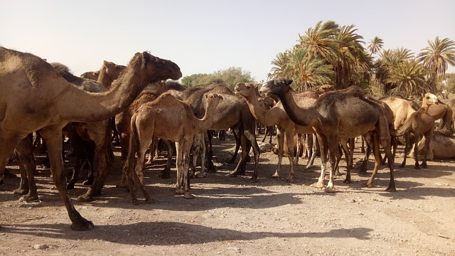 desert safari
