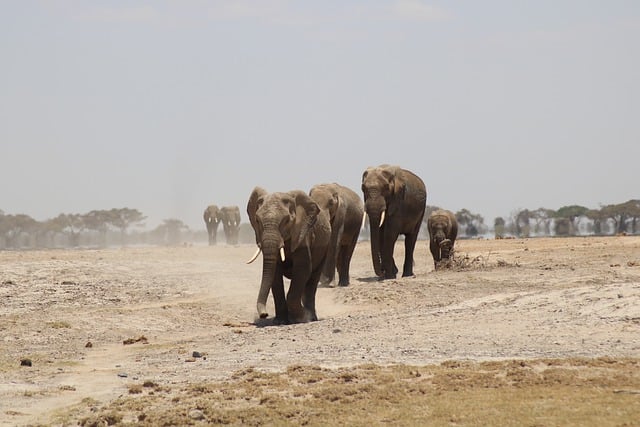 desert safari with quad bike