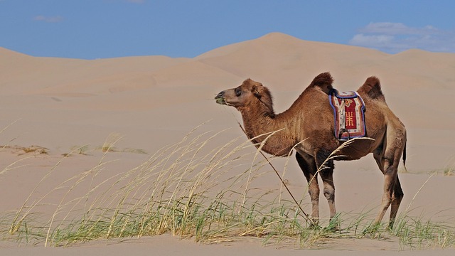 dune bashing