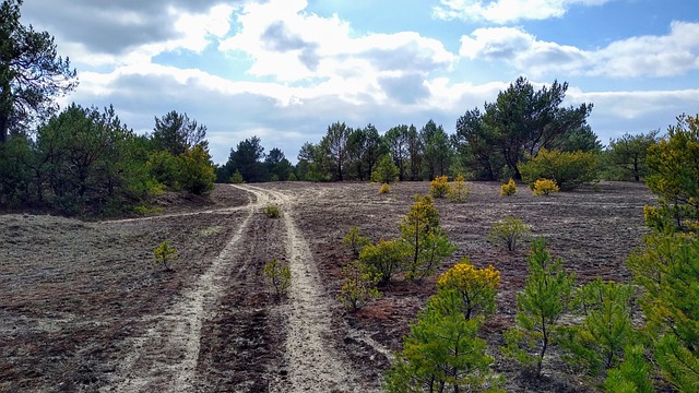 Dune buggy The Springs