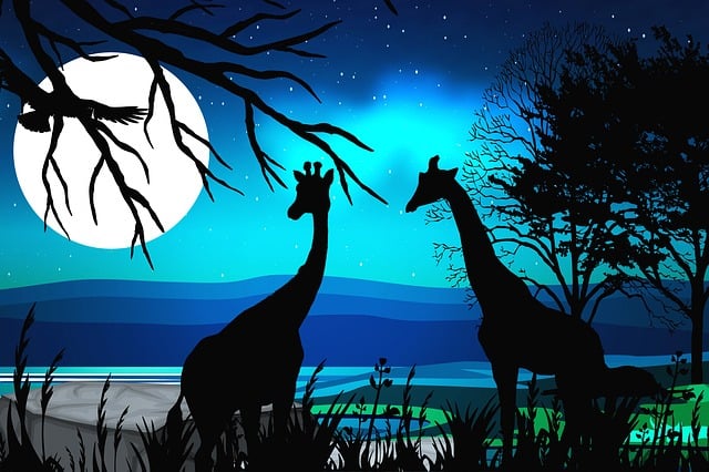 Safari