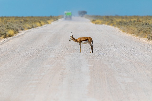 Safari