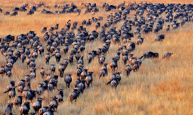 Safari