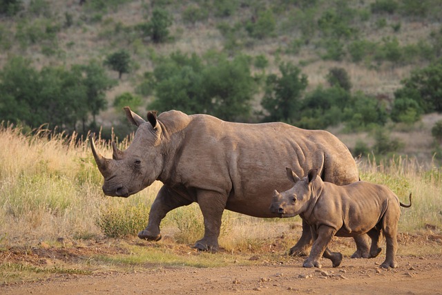 Safari