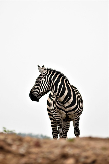 safari deals