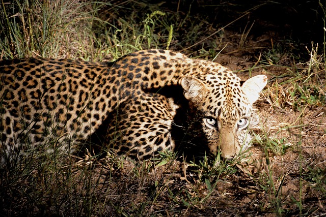 safari deals