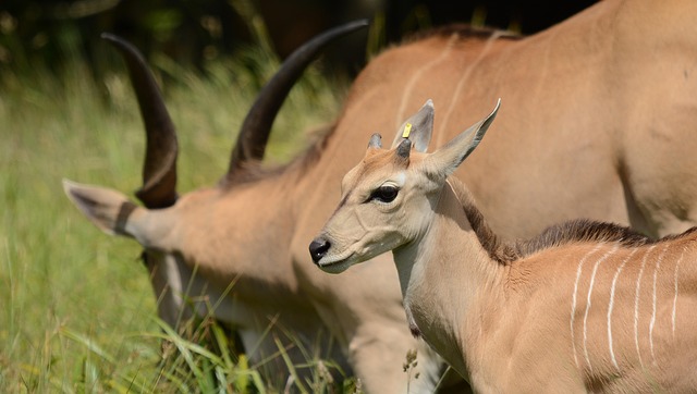 safari deals