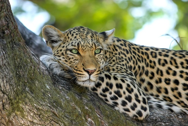 safari deals