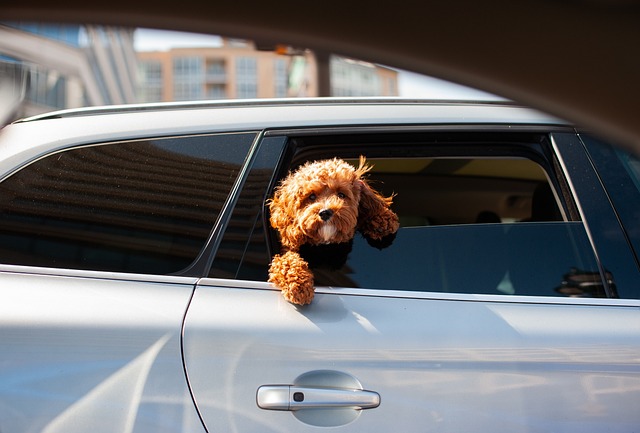tour by car