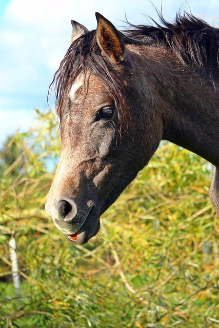 Arabian Ranches