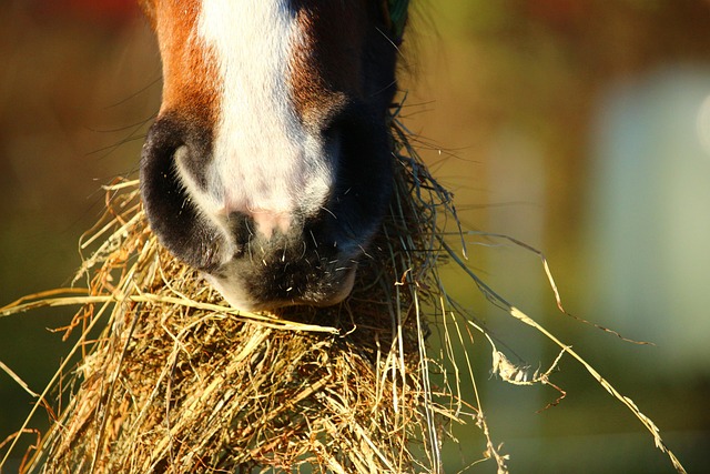 Arabian Ranches