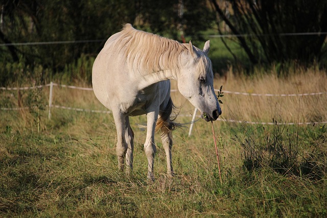 Arabian Ranches