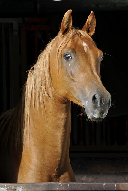 Arabian Ranches