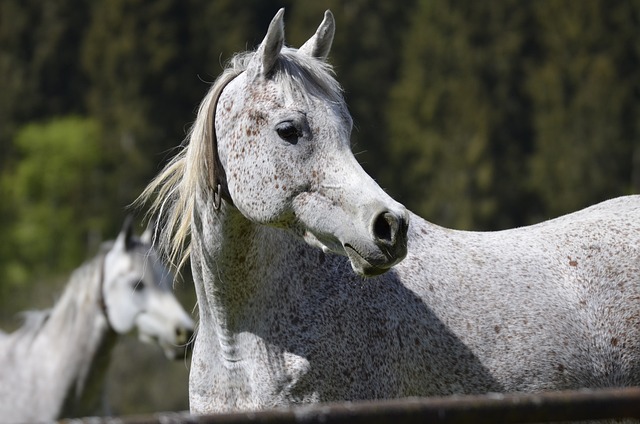 Arabian Ranches