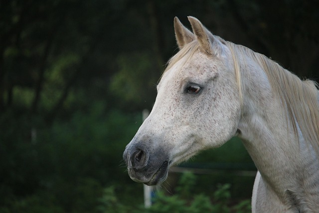 Arabian Ranches