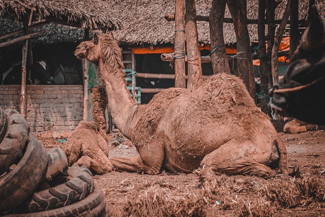 Arabian Ranches