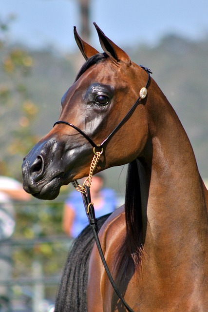 Arabian Ranches