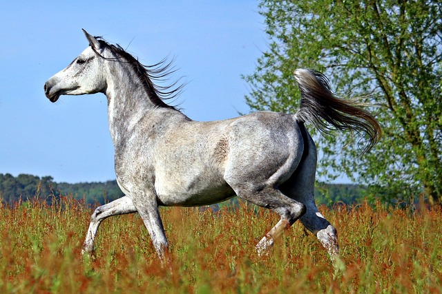 Arabian Ranches