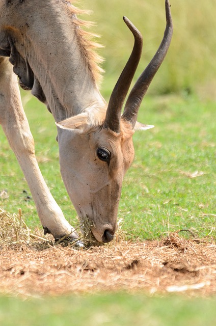 arabian-ranches-640x480-3583769.jpeg