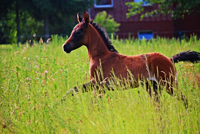 Arabian Ranches